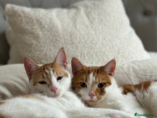 Domestic Shorthair cats - Advert 6