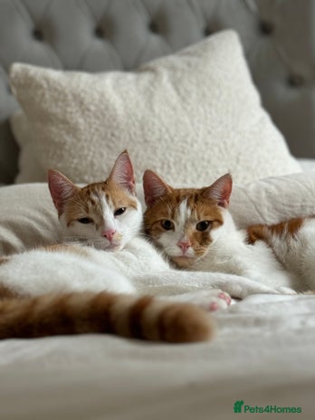 Domestic Shorthair cats - Advert 1