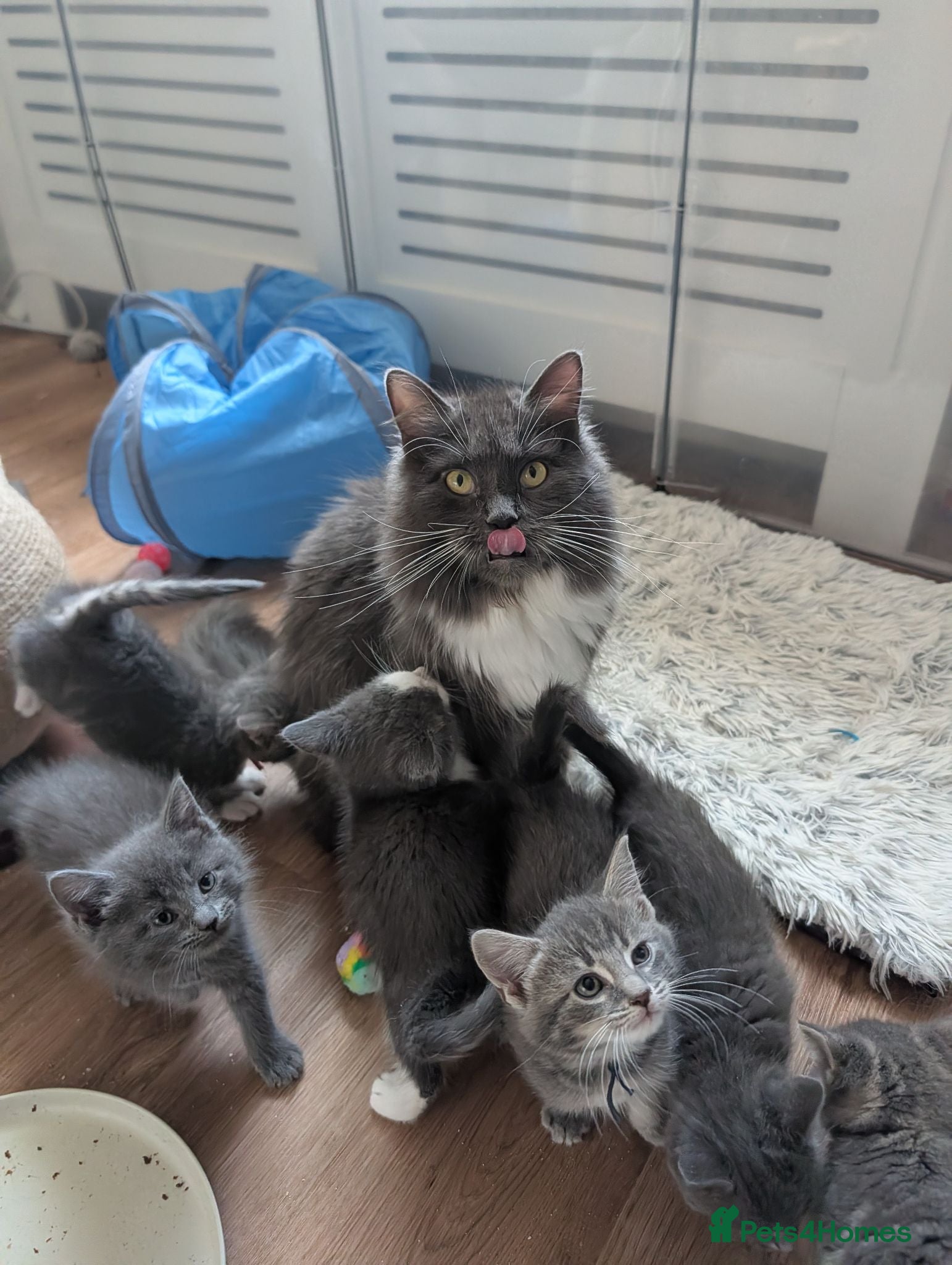 Mixed Breed cats 6 Maine coon cross domestic short hair kittens  - Advert 1