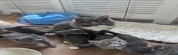 Mixed Breed cats for sale: 6 Maine coon cross domestic short hair kittens  - Advert 1