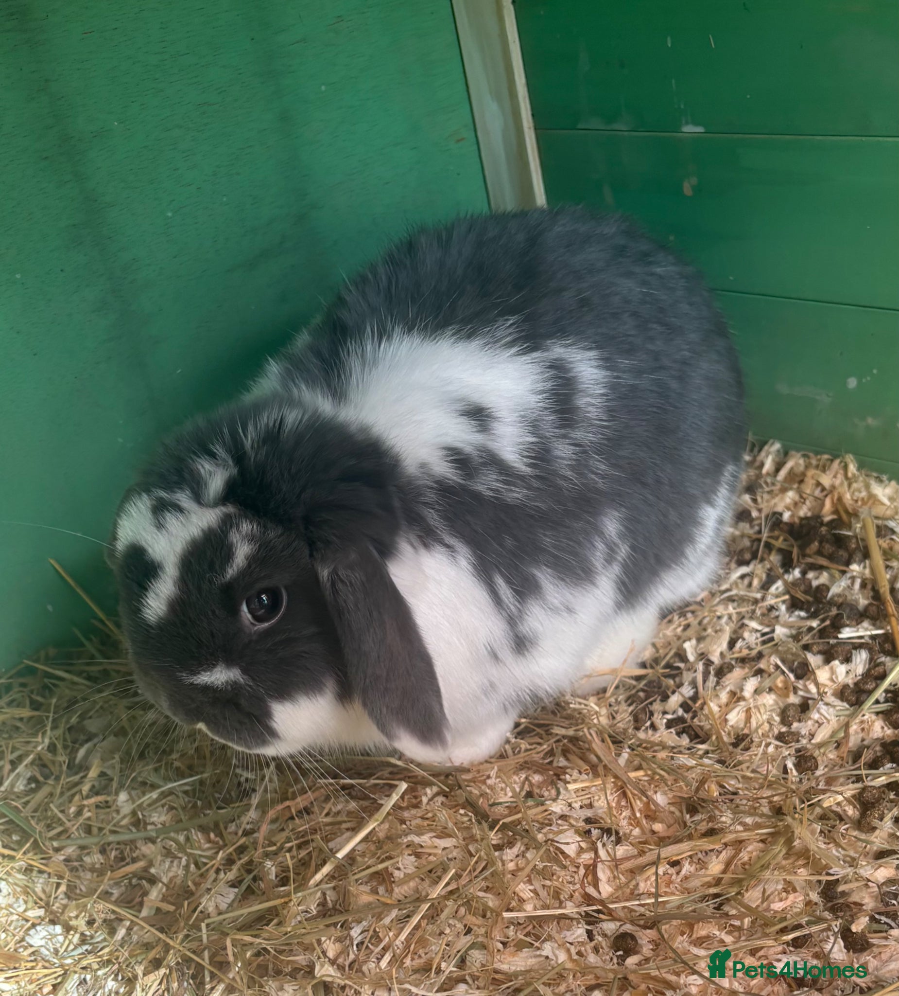 Mini Lop rabbits Blue butterfly buck - Advert 19