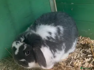 Mini Lop rabbits Blue butterfly buck - Advert 19