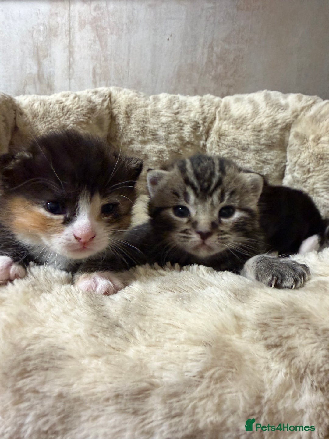 British Shorthair cats for sale: Adorable Kittens, Will be Ready from 22 December! - Advert 13