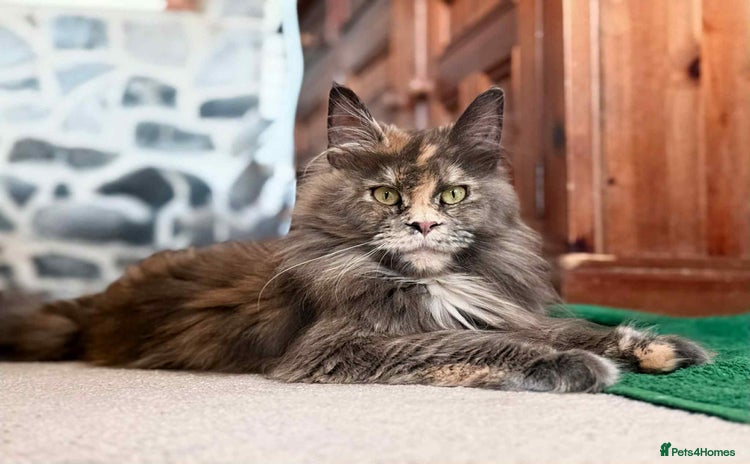 Maine Coon cats - Advert 8