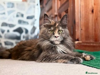 Maine Coon cats - Advert 4