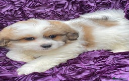 Shih Tzu dogs for sale: 🌟OUTSTANDING MALSHIPOO LITTER🌟Ready from 4/10/25 - Image 11