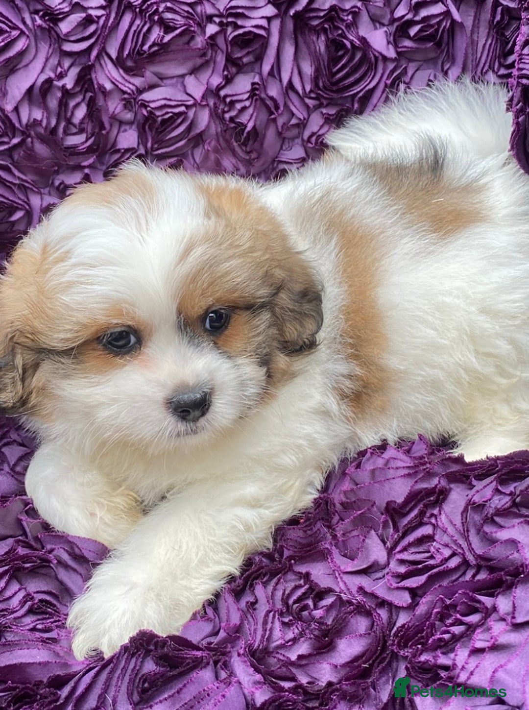 Shih Tzu dogs for sale: 🌟OUTSTANDING MALSHIPOO LITTER🌟Ready from 4/10/25 - Image 11