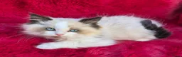 Ragdoll cats for sale: GCCF Registered Ragdoll Kittens  - Advert 16