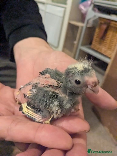 Gallery Image {{count}}