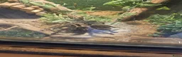 Spiders invertebrates for sale: Pink Salmon Tarantula  - Advert 4