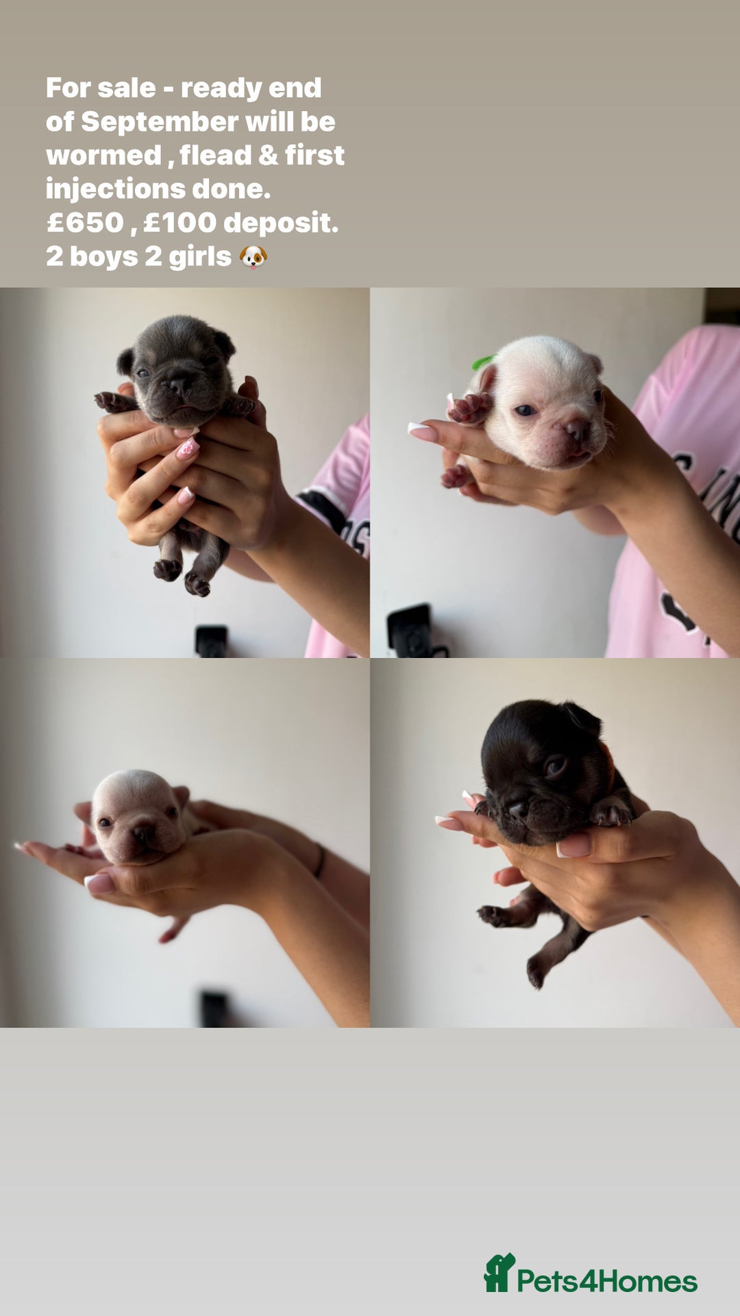 French Bulldog dogs for sale: French bull dogs for sale  - Image 1