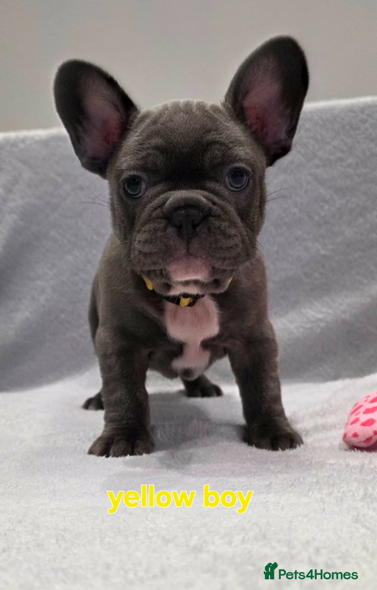 French Bulldog dogs French Bulldog  - Advert 2