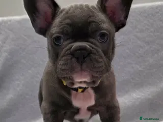 French Bulldog dogs French Bulldog - Advert 2