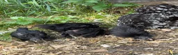 Chickens poultry for sale: Black mottled Pekin bantam pullets  - Advert 3