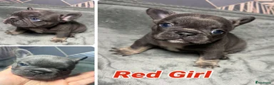 French Bulldog 5