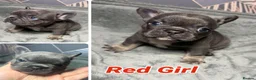 French Bulldog dogs for sale: Beautiful French Bulldog puppies  - Advert 3