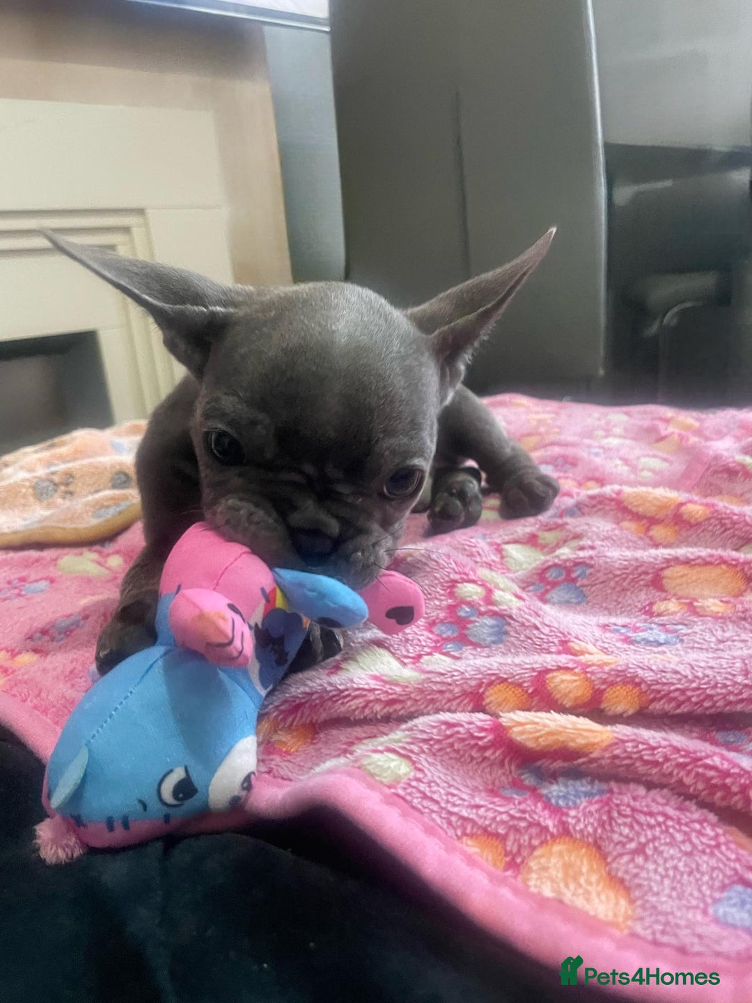 French Bulldog dogs for sale: French bulldog - Image 5