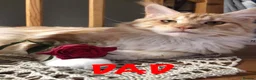 Maine Coon cats for sale: TICA Registered Full Maine Coon Kittens - Advert 14
