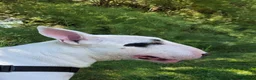 Bull Terrier dogs for stud: Tyson  in Dartford - Advert 7