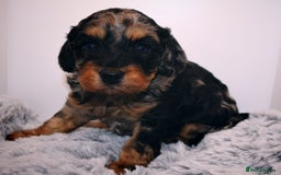 Cavapoo dogs for sale: Extensively Health tested Rare F1 Cavapoos - Image 13