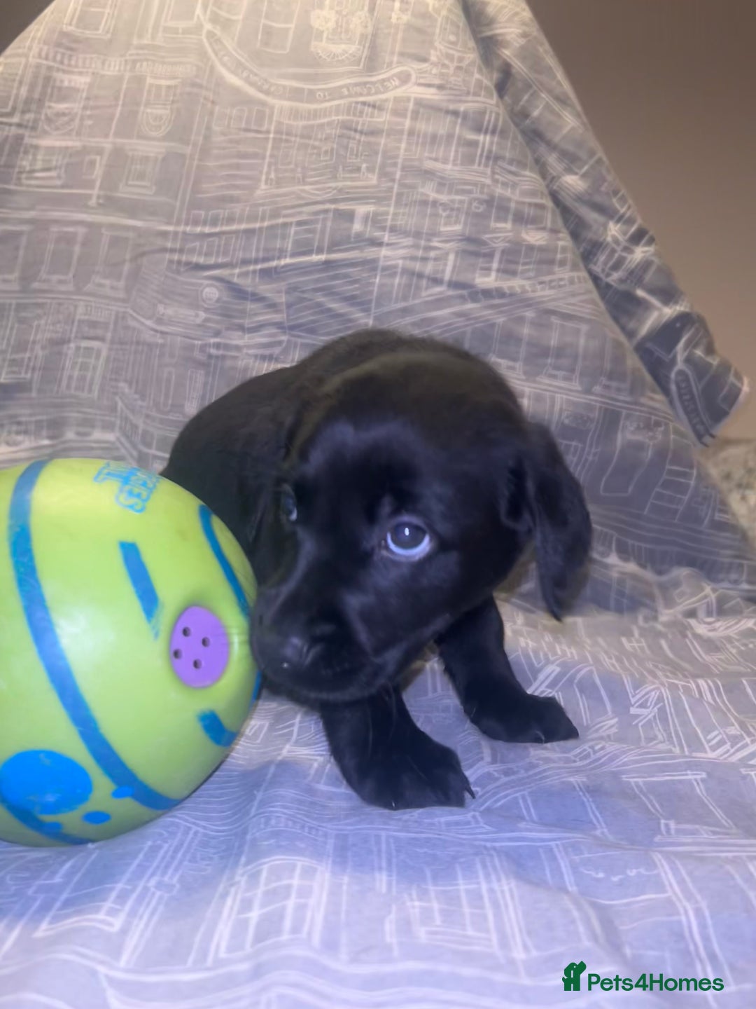 Labrador Retriever dogs for sale: 8 Labrador puppies for sale 🤍 - Advert 20