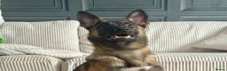 Mixed Breed dogs for sale: Belgium malinois X German shepherd  - Advert 2
