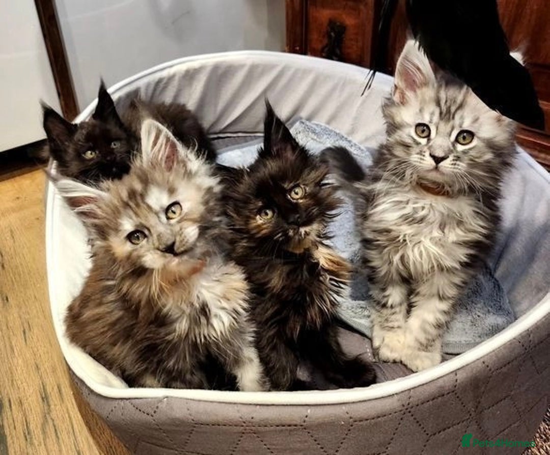 Maine Coon cats for sale: Fluffy Male & Female Maine Coon Kittens Ready 🐾 - Image 2