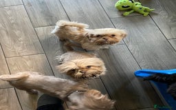 Shih Tzu dogs for sale: imperial karishishi shih tzu boys  - Image 2
