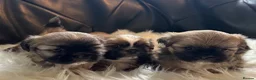 Shih Tzu dogs for sale: Beautiful Shih Tzu Puppies – Ready in May in Romford - Advert 8