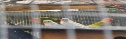 Lovebirds birds for sale: Lovebirds - mixed including proven pair - Advert 3