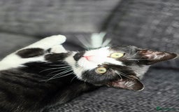 Mixed Breed cats for sale: Female kitten 🐈 - Image 2