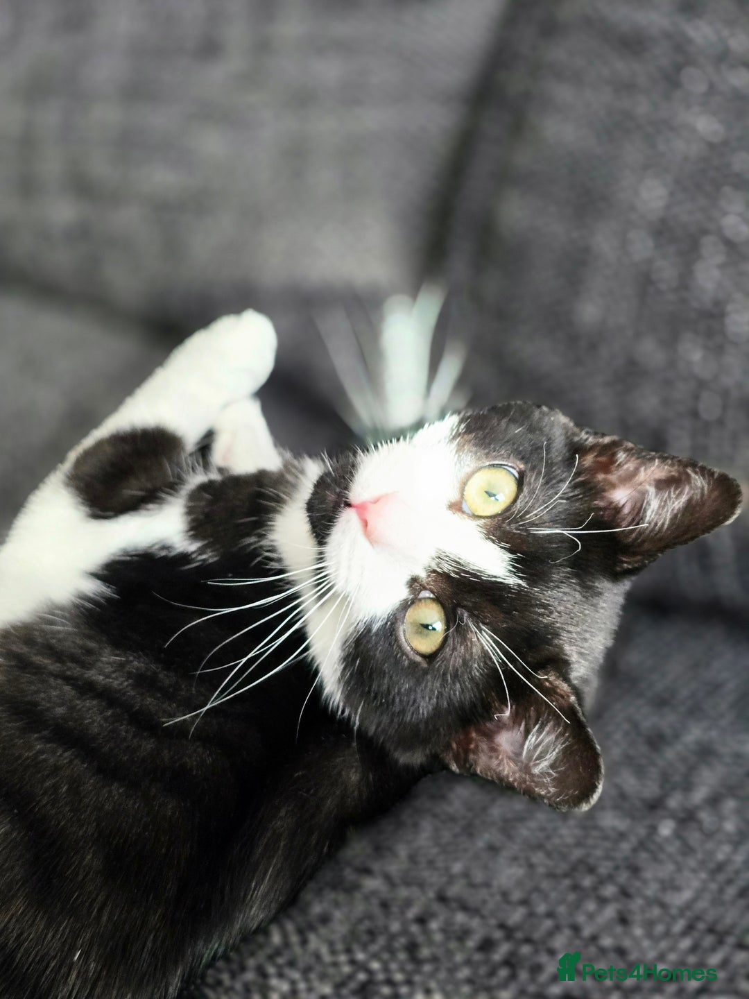 Mixed Breed cats for sale: Female kitten 🐈 - Image 2