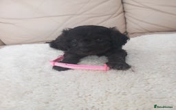 Cavapoo dogs for sale: Cavapoo puppies 8 weeks old ready to leave now - Image 2