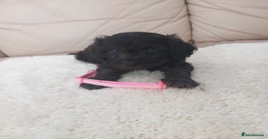 Cavapoo dogs - Advert 4