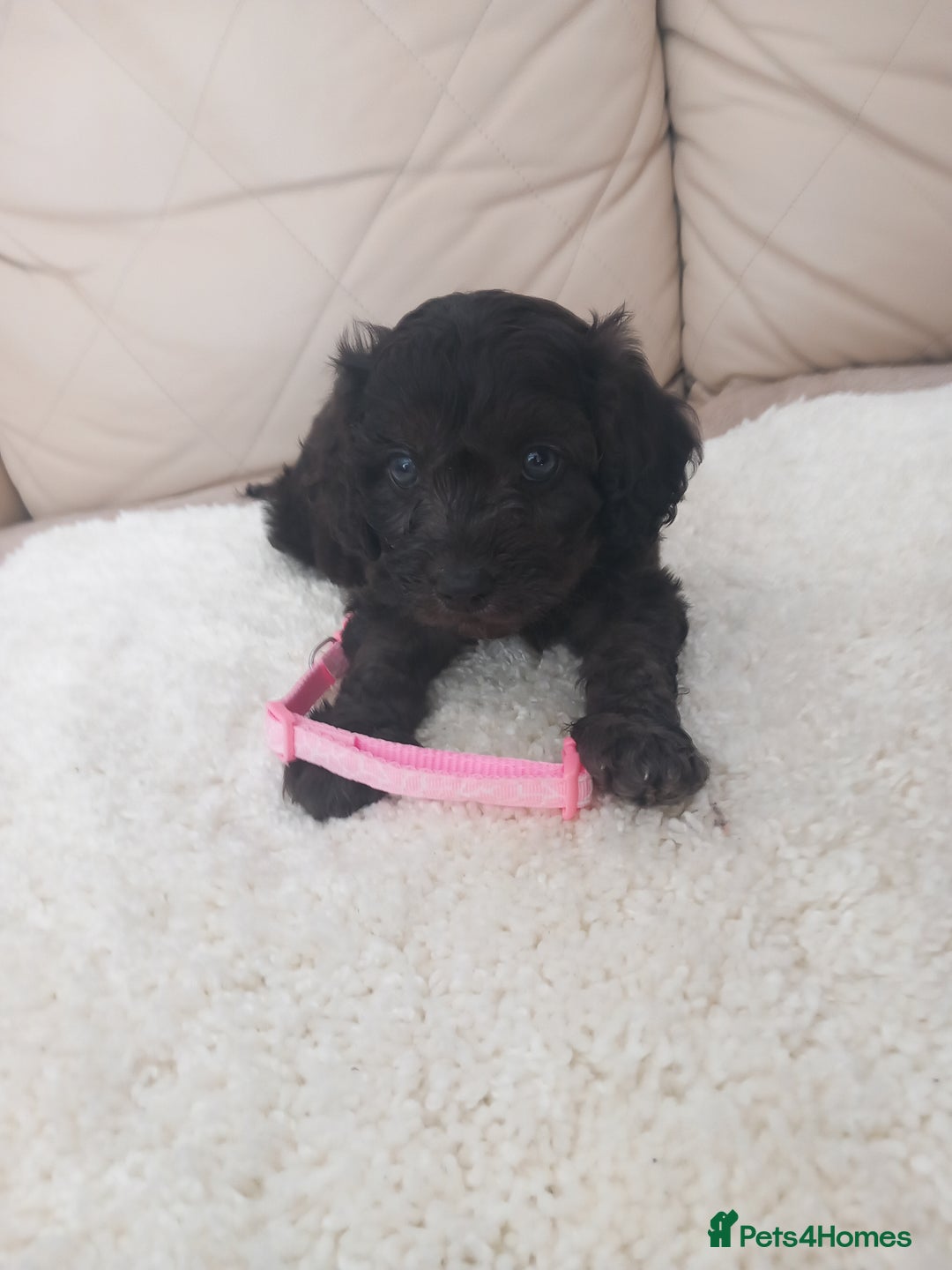 Cavapoo dogs for sale: Cavapoo puppies 8 weeks old ready to leave now - Image 2