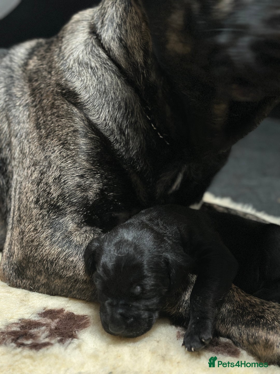 Presa Canario dogs for sale: Working Line Presa Canario Puppies - Advert 14