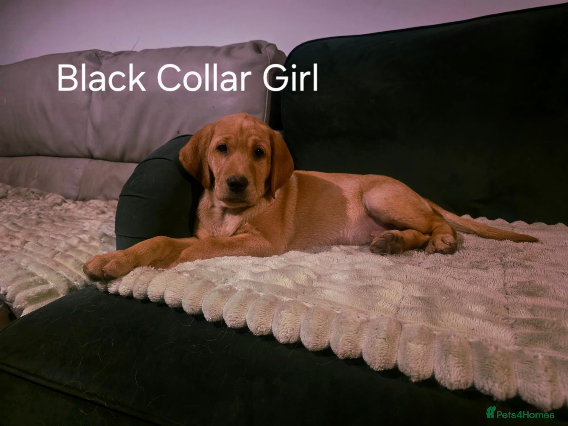 Labrador Retriever dogs BEAUTIFUL LAST REMAINING, HEALTH TESTED GIRL - Advert 1
