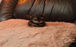 Chorkie dogs for sale: Tiny Pups for sale - Image 13