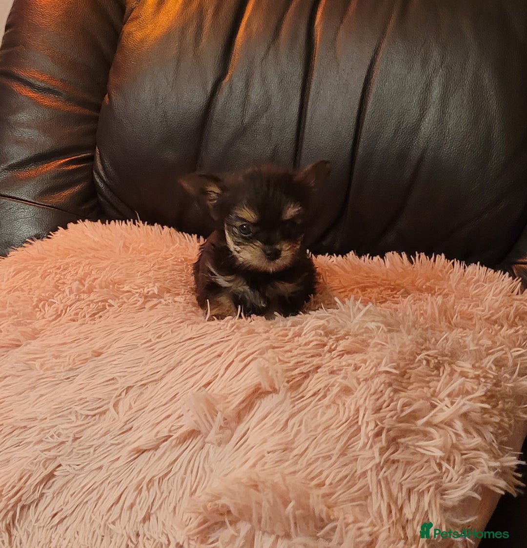 Chorkie dogs for sale: Tiny Pups for sale - Image 13