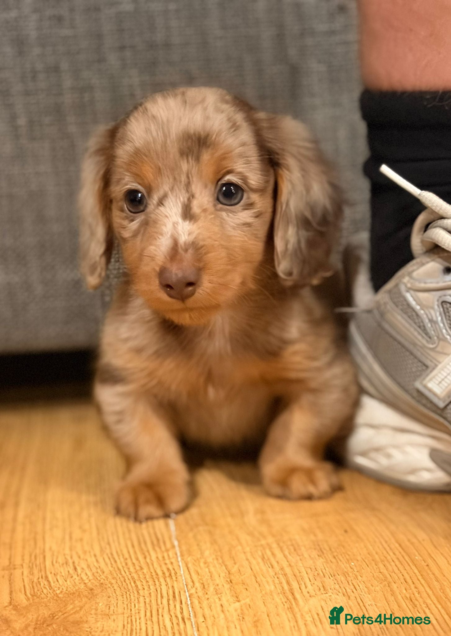 Miniature Dachshund dogs Two stunning male miniature dachshund puppy’s  - Advert 2
