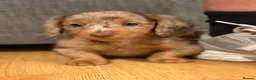 Miniature Dachshund dogs for sale: Two stunning male miniature dachshund puppy’s  - Advert 2