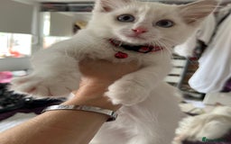 Ragdoll cats for sale: Ragdoll kittens Blue, Lilac & flame or blue/seal - Image 23
