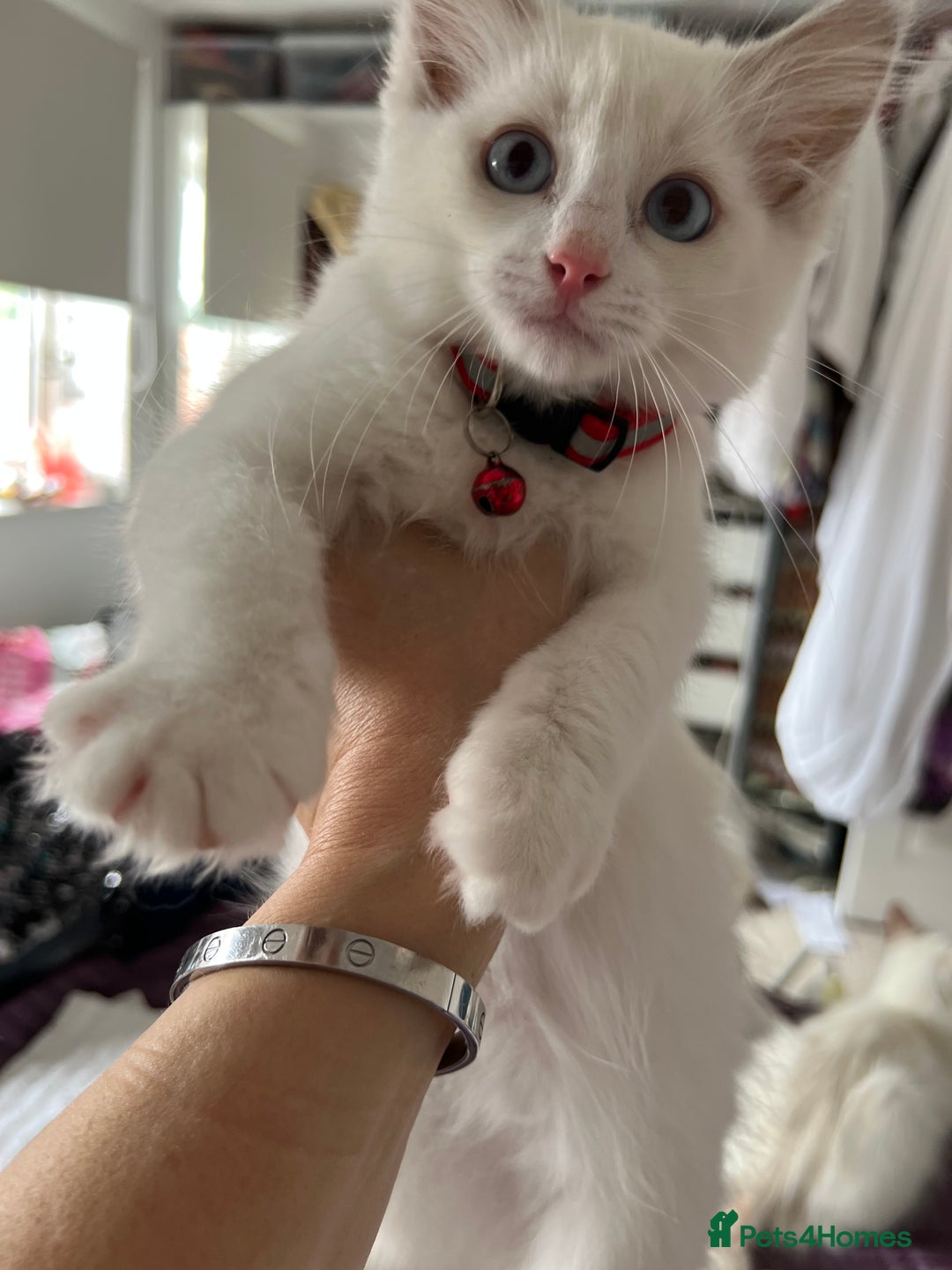 Ragdoll cats for sale: Ragdoll kittens Blue, Lilac & flame or blue/seal - Image 23