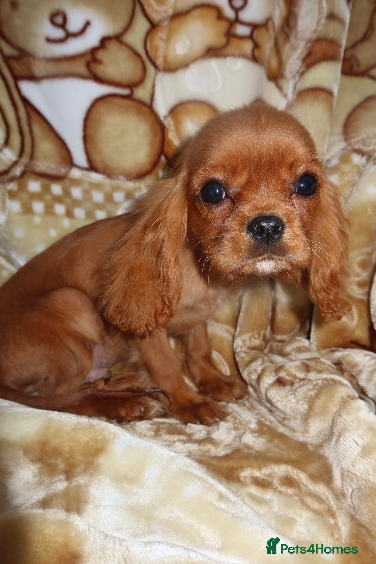 Cavalier King Charles Spaniel dogs 1 Ruby Boy left💙 - Advert 5