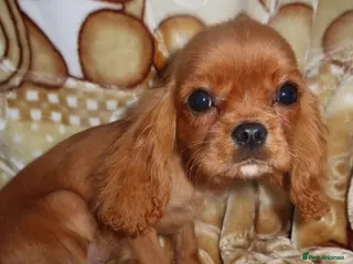 Cavalier King Charles Spaniel dogs 1 Ruby Boy left💙 - Advert 5