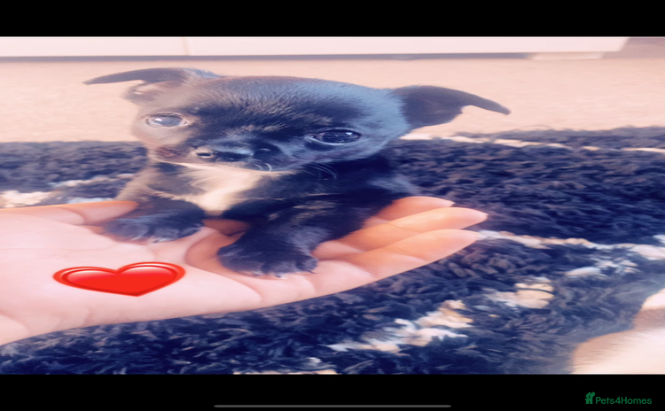 Chihuahua dogs - Advert 2