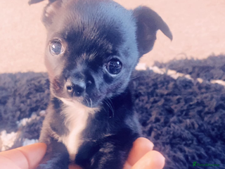 Chihuahua dogs - Advert 17