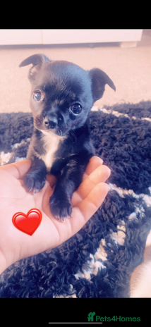 Chihuahua dogs - Advert 2