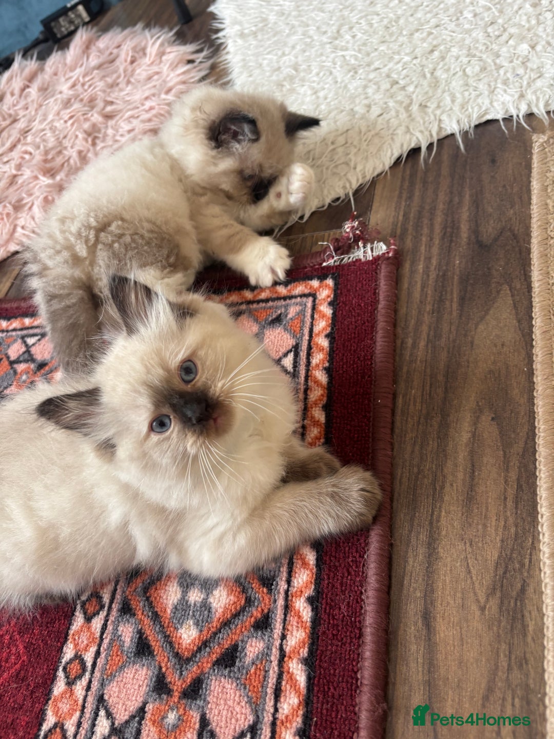 Ragdoll cats for sale: Pure Fluffy Ragdoll kittens - Advert 27
