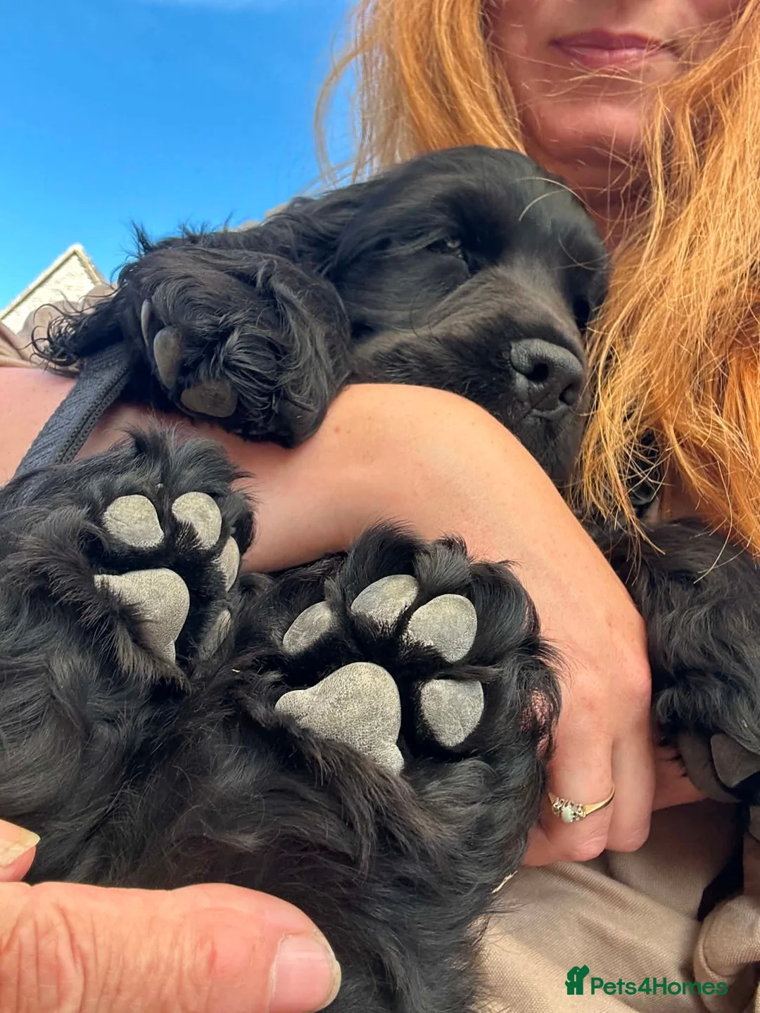 Cocker Spaniel dogs for sale: Beautiful Show Cocker Spaniel Puppy - Advert 4